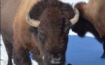 Denver Gifts Bison to Arapahoe and Cheyenne Tribes