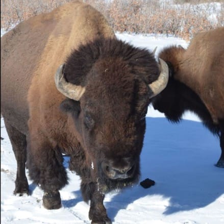 Photos of bison at Denver Mountain Parks