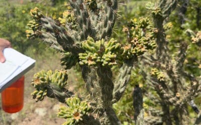 Tree Cholla